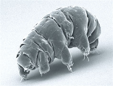 Water Bears Resilient Tardigrades New York Almanack