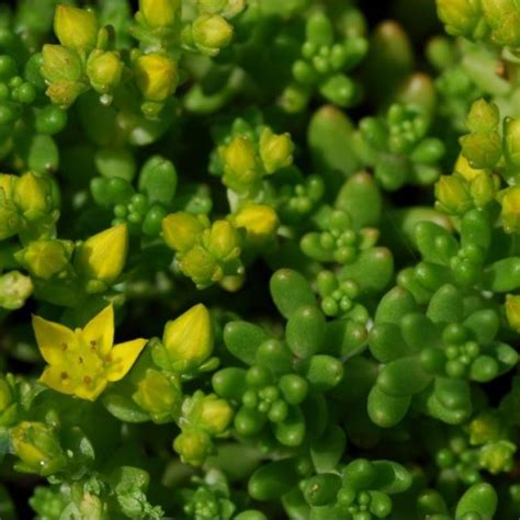 Sedum Acre Common Stonecrop Seed X1000 Bulk Ole Lantanas Seed Store