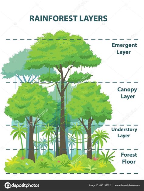 Rainforest Layers Educational Banner Or Poster Stock Vector Image By