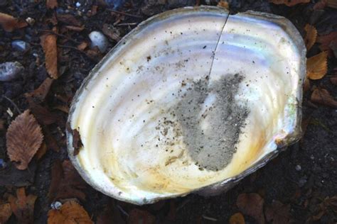 Bazas Quels Sont Ces Curieux Coquillages Apparus Au Lac De La Prade