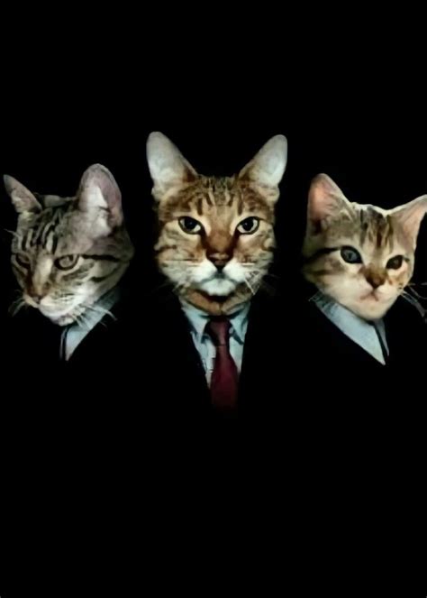 Three Cats Wearing Suits And Ties Are Standing In Front Of A Black