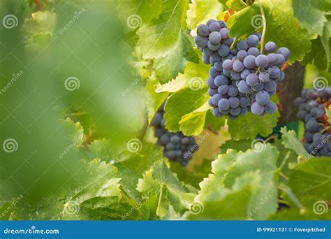 Vineyard with Lush, Ripe Wine Grapes on the Vine Ready To Pick Stock Image - Image of bushel ...