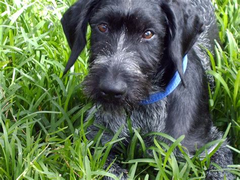 German Wirehaired Pointer | GreatDogSite