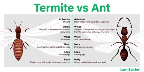 Bugs That Look Like Termites How To Identify Them Lawnstarter