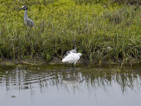 Snowy Egret Free Stock Photo Public Domain Pictures