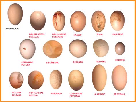 Manejo De Los Huevos Para Incubar Avicultura