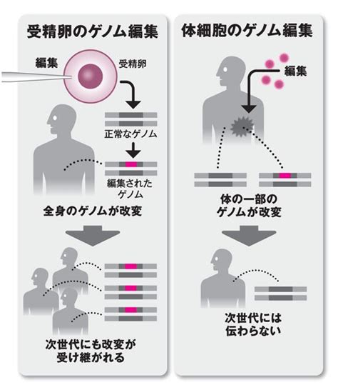 「神の領域」に近づくゲノム編集 人間での研究はどこまで許されるか Aera Dot アエラドット