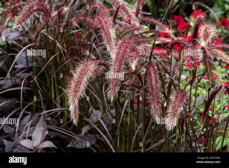 Cenchrus X Cupreus Rubrum Syn Pennisetum X Advena Rubrum Stock