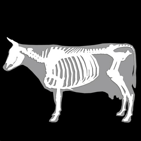 3D Bovine Anatomy by biosphera.org