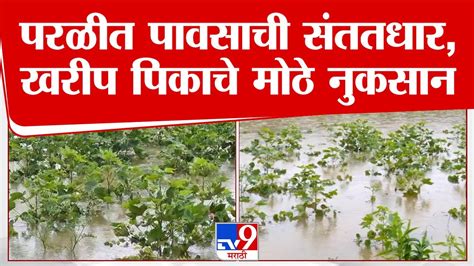 Beed Crops Loss परळीत पावसाची संततधार खरीप पिकाचे मोठे नुकसान Tv8 Marathi Youtube