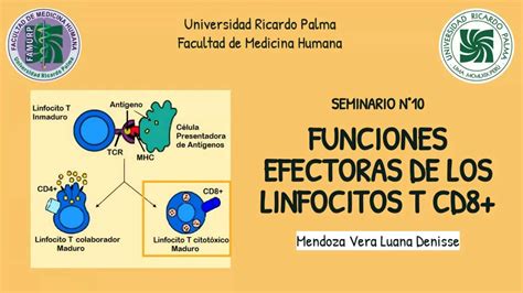 Inmunología Funciones Efectoras de los Linfocitos T CD8 Versión