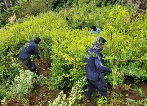 Ubican Plantaci N De Mil Arbustos De Coca En El Para So Proceso