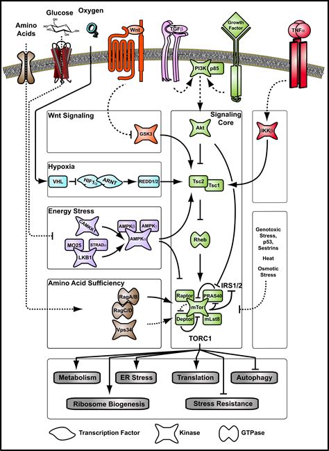 With TOR Less Is More A Key Role For The Conserved Nutrient Sensing