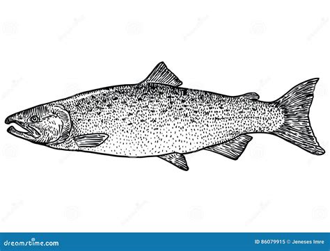 Illustrazione Di Color Salmone Del Pesce Disegno Incisione Linea