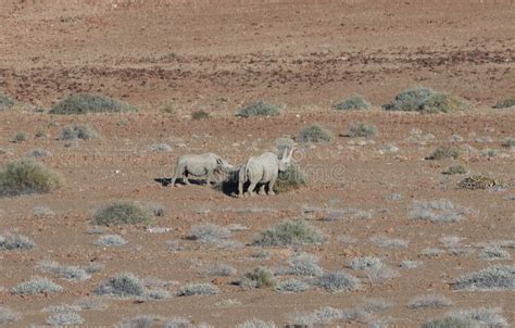 A Black Rhinoceros Mother And Calf Eating Euphorbia Damarana In