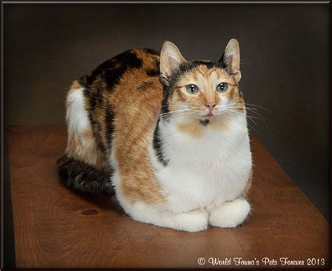 Taxidermy Cat