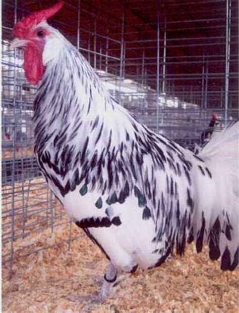 Silver Spangled Hamburg Chicken Chicks For Sale Cackle Hatchery