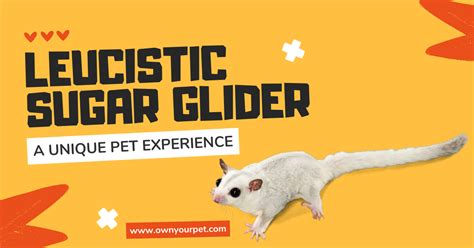 Leucistic Sugar Glider: A Unique Pet Experience | Own Your Pet