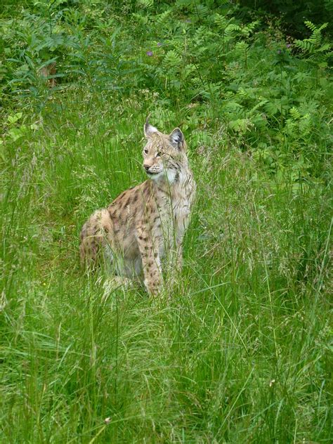 Lynx Predators The Nature Of Free Photo On Pixabay Pixabay