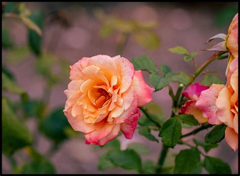 Sorbet Queen This Is Rainbow Sorbet A Floribunda Rose Flickr