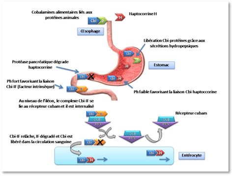 Mécanisme D Absorption De La Vitamine B12 Selon [14] Download Scientific Diagram