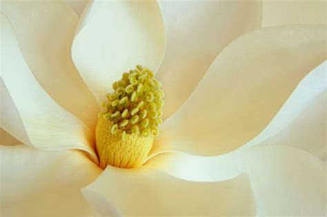 FREE SHIPPING- ((30 SEEDS))- BEAUTIFUL MAGNOLIA TREE SEEDS | Magnolia blossom, Flowers, Flower ...