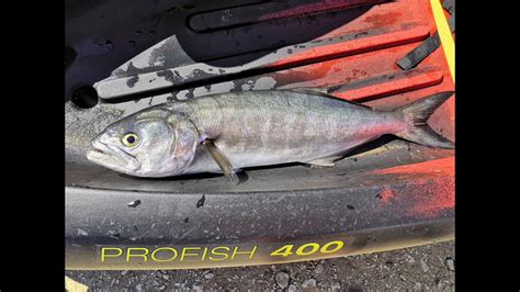 Traina Col Vivo Kayak Fishing Al Pesce Serra Con Viking Profish