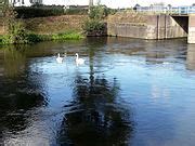 Category Cygnus Olor Swimming Pairs In August Wikimedia Commons