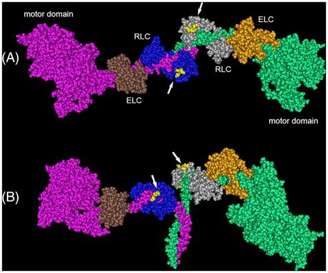 Space Filling Model Of Phosphorylated Chicken Smooth Muscle Heavy