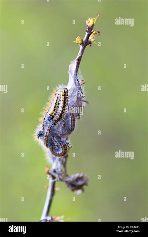 Gypsy Moth Larva Caterpillars Hi Res Stock Photography And Images Alamy