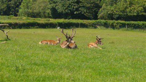 A Guide To The Scottish Deer Centre Central Scotland Out About