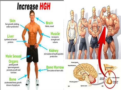 Top 4 Exercises To Boost Growth Hormone Naturally