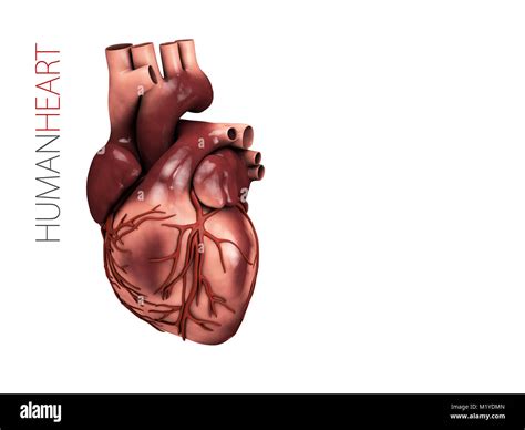 Anatomia Del Corpo Umano E Del Cuore D Immagini Senza Sfondo E Foto