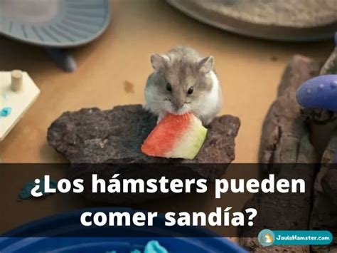 Los H Msters Pueden Comer Sand A Gu A