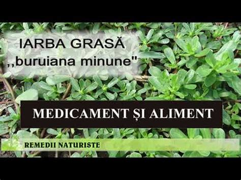 Iarba grasă planta medicinală comestibilă O adevărată minune pentru