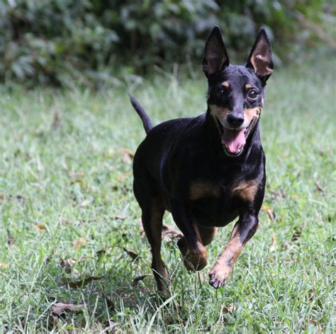 United States Listings Maximal Toy Manchester Terriers