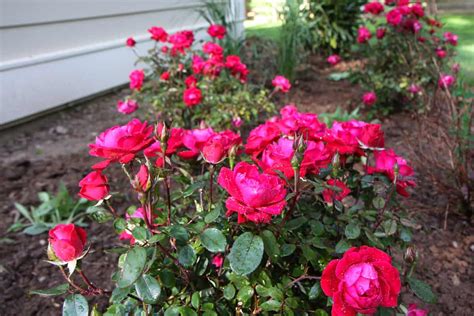 The Ultimate Guide to Knockout Roses: Planting, Pruning, and Fertilizing Tips