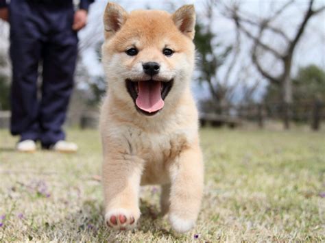 Chiot a vendre pas cher ou a donner chaton chien à donner