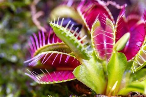 Venus flytrap plant stock photo. Image of dangerous - 247825742