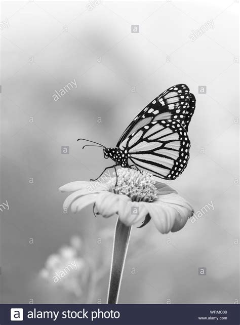 Black And White Monarch Butterfly Photography