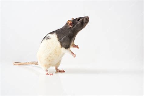 Premium Photo Gray And White Rat Standing On Hind Legs Isolated On