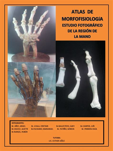 Pdf Atlas Fotogr Fico De La Regi N De La Mano Dokumen Tips