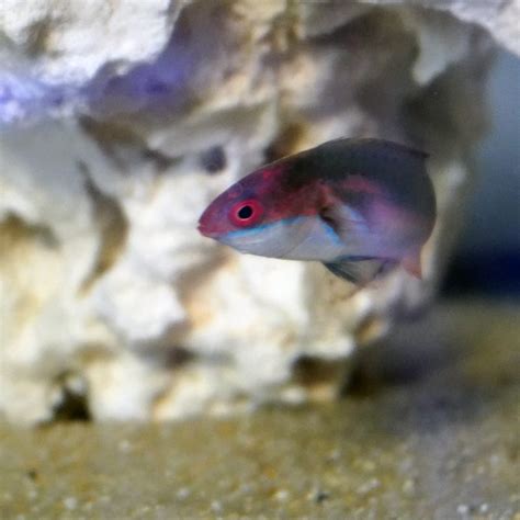 exquisite fairy wrasse   fishotel