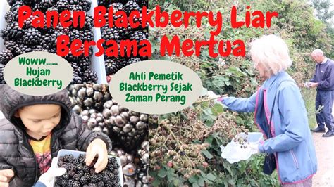 Panen Blackberry Liar Bersama Mertua Ahli Pemetik Blackberry Liar Dari