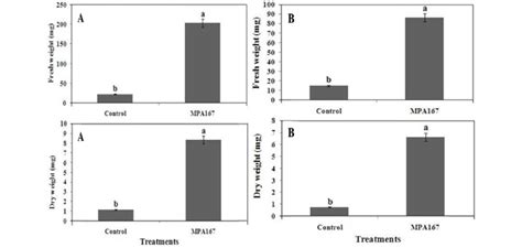 In Vitro Plant Growth Promotion Of Tobacco A And Arabidopsis B