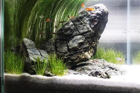 Aquarium Landscape with Grass and Rocks