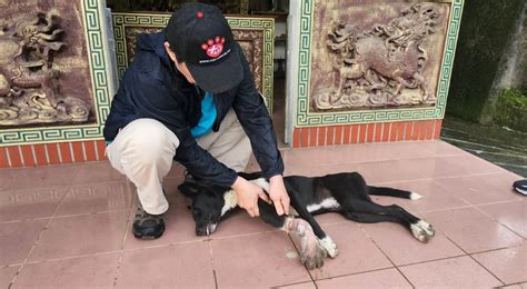 台灣動物緊急救援小組 救援後續 嘉義山豬吊斷掌浪犬