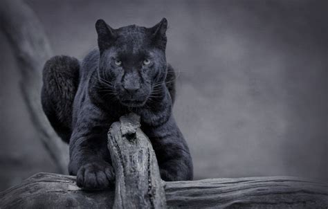 Cat Black Panther Wallpapers On Wallpaperdog