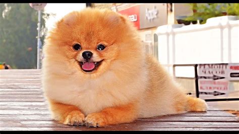 Померанский Шпиц / Pomeranian / POM Family ️ 💛 💚 💙 💜 - YouTube