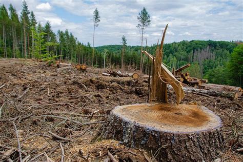 Undang Undang Anti Deforestasi Skema Neokolonialisme As Uni Eropa